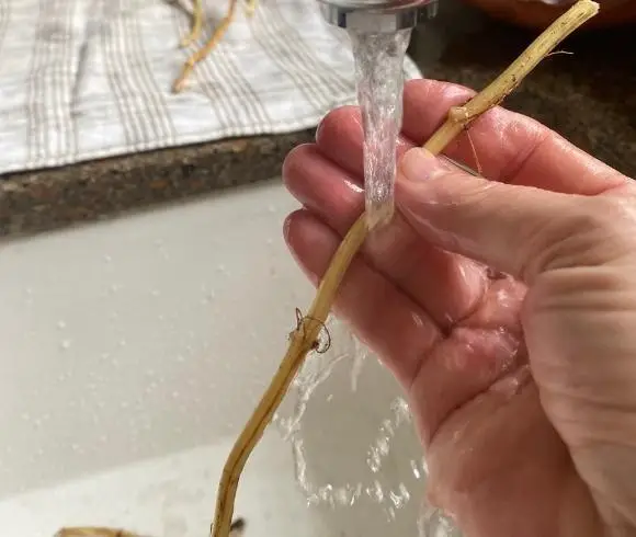 Stinging Nettle Tincture image showing hand holding nettle root under running water over a white sink