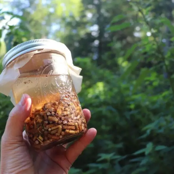 Stinging Nettle Root Tincture featured image showing hand holding the bottom of a mason jar with nettle root in liquid with blurred background of stinging nettle growing in the wild