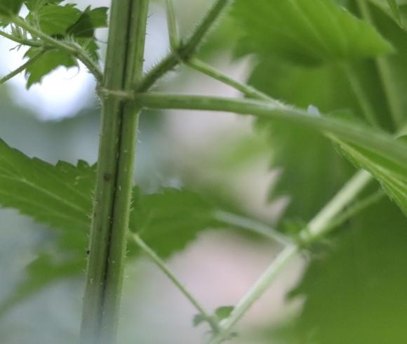 Stinging Nettle Root Tincture image showing hand holding freshly harvested stinging nettle root hanging down with sky and nettle patch in the background