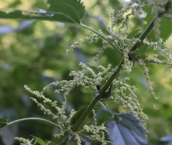 Stinging Nettle Seeds image showing stinging nettle flowers growing along a stalk of stinging nettle with leaves still attached