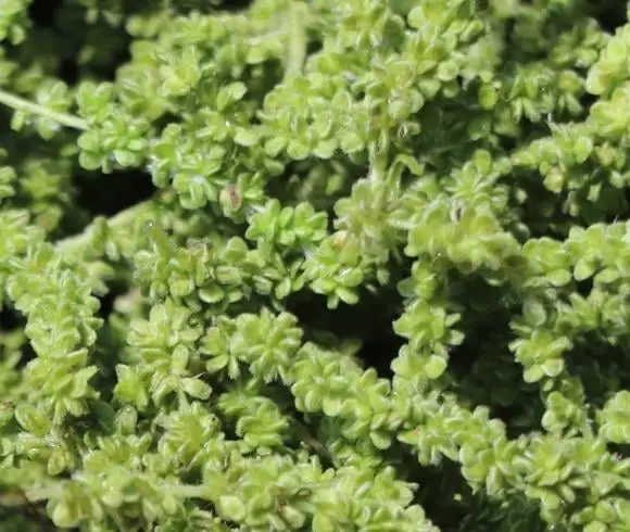 Stinging Nettle Seeds image showing closeup view of cluster of green stinging nettle seeds