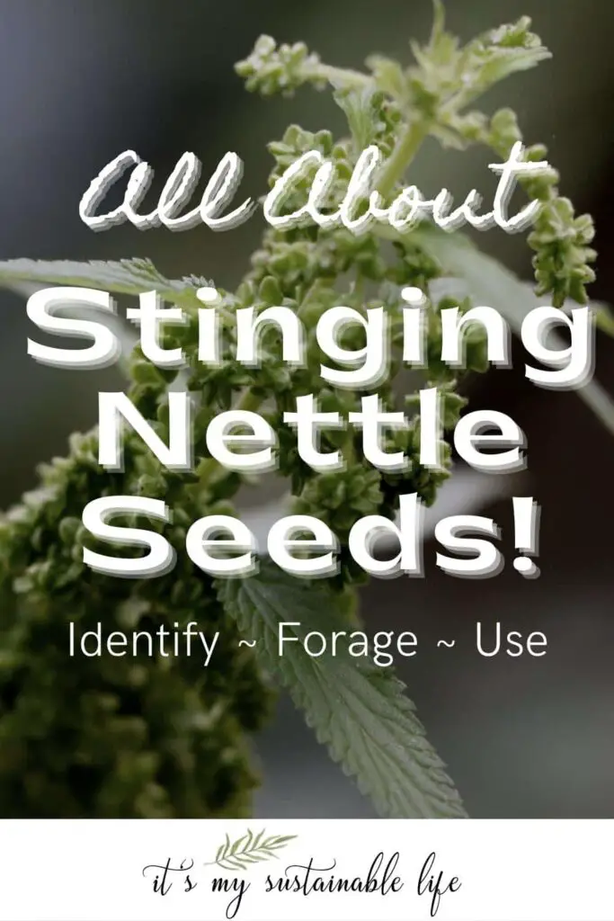 Stinging Nettle Seeds pin created for Pinterest showing stinging nettle seed plant in background with white lettering overlaying the image stating All About Stinging Nettle Seeds!