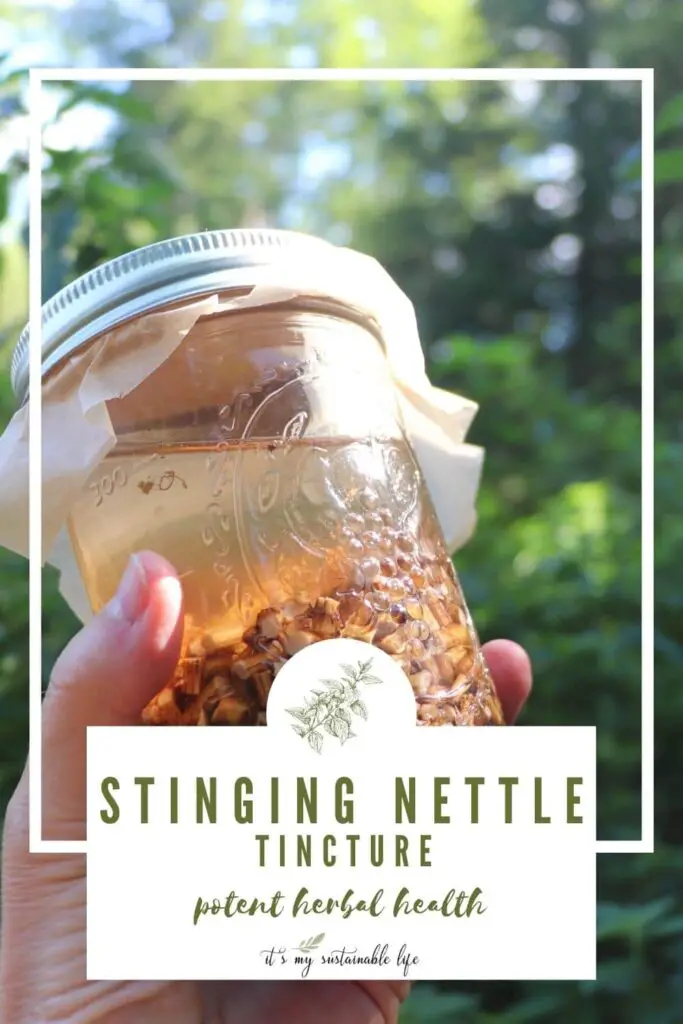Stinging Nettle Tincture pin created for Pinterest showing featured image of hand holding mason jar of nettle tincture in the center of a thin white frame with article information listed at the bottom