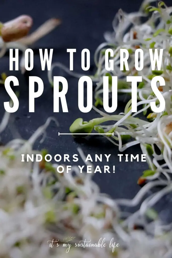 How To Grow Sprouts Any Time Of Year pin created for Pinterest showing sprouts resting on a black surface