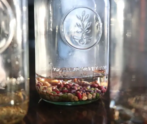 How To Grow Sprouts Indoors Any Time Of Year image showing closeup view of 3 clear jars with colorful seeds in bottom covered in water