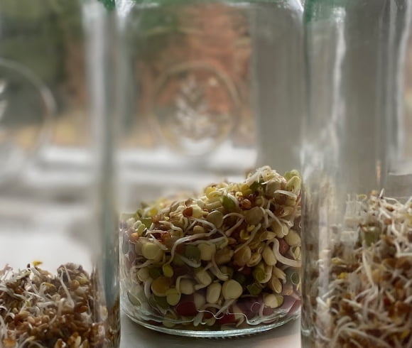 How To Grow Sprouts Indoors Any Time Of Year image showing closeup view of seeds in mason jars just beginning to sprout