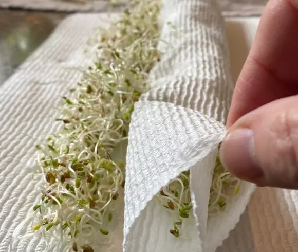 How To Grow Sprouts Indoors Any Time Of Year image of sprouts being rolled up in paper towel