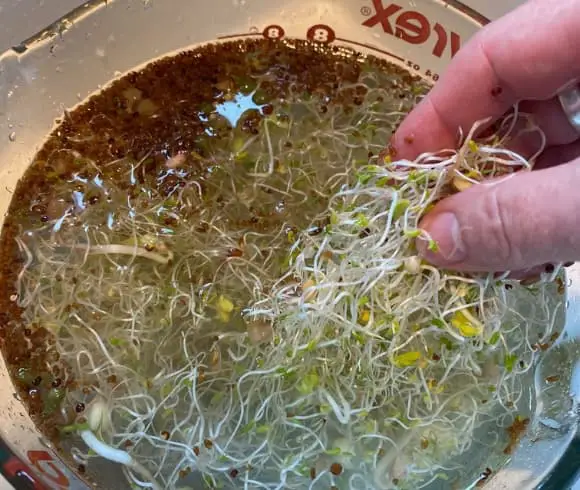 How To Grow Sprouts Indoors Any Time Of Year image showing sprouts in water with hand swishing them around to remove hulls