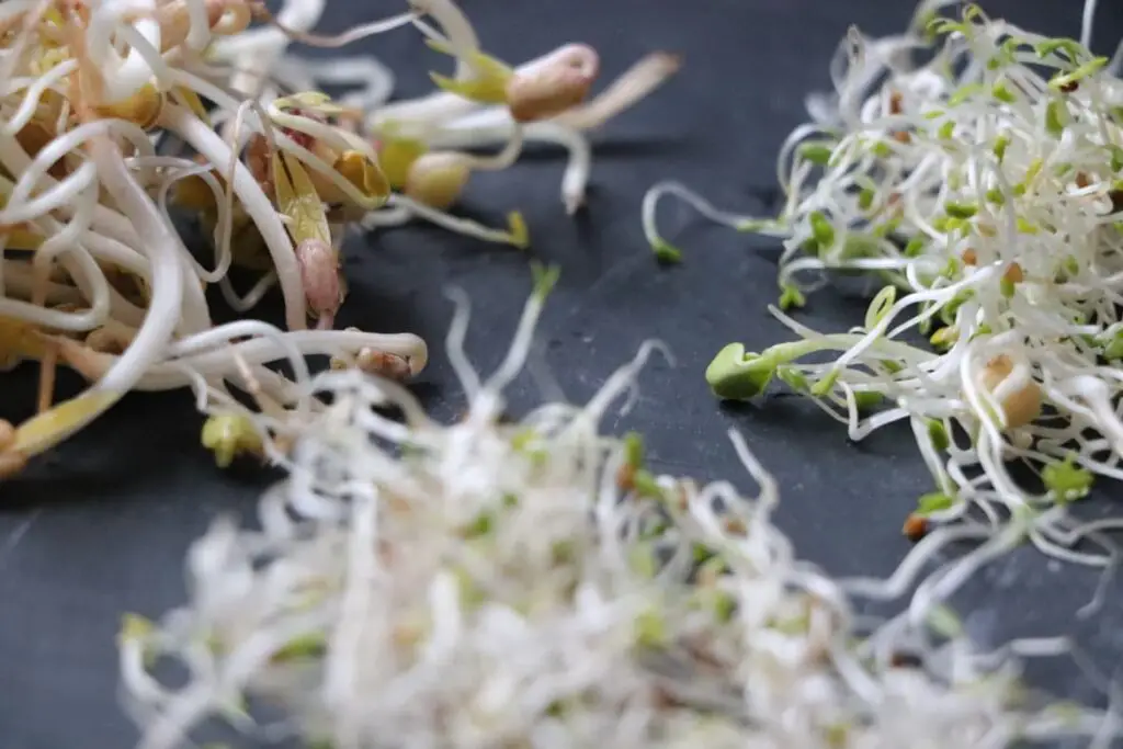 How To Grow Sprouts Indoors Any Time Of Year featured image showing 3 piles of sprouts resting on black surface closeup