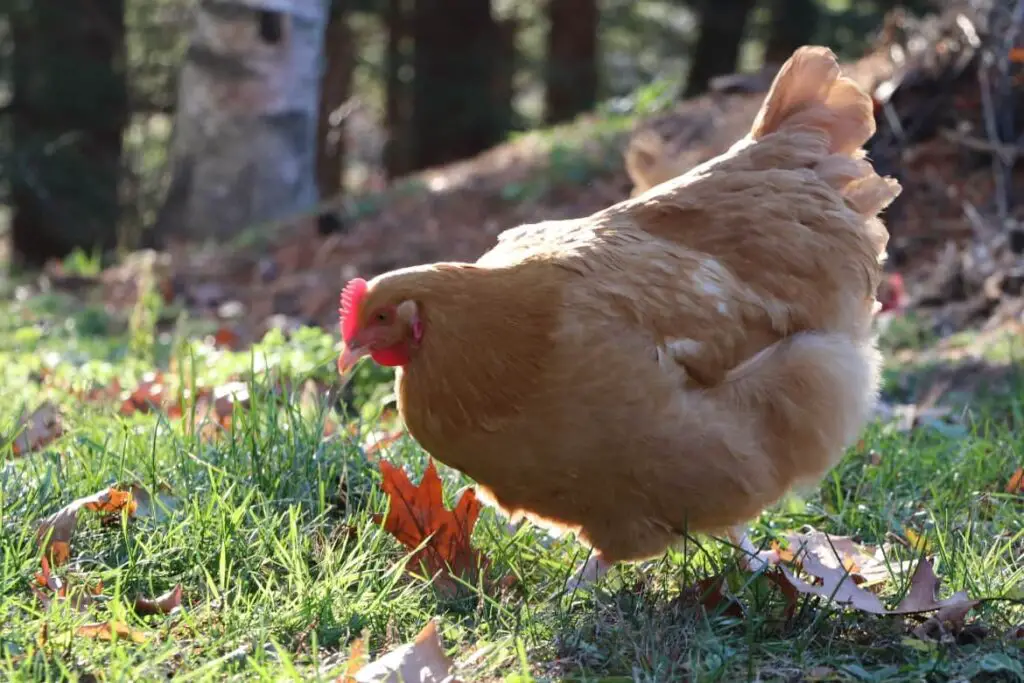 Chicken Terms Essential To Know featured image showing golden hen walking on grass backlit from sunlight