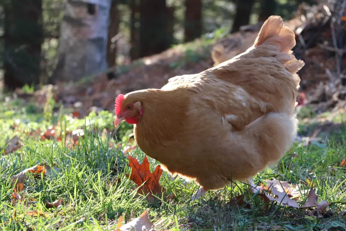 Chicken Terms Essential To Know - It's My Sustainable Life