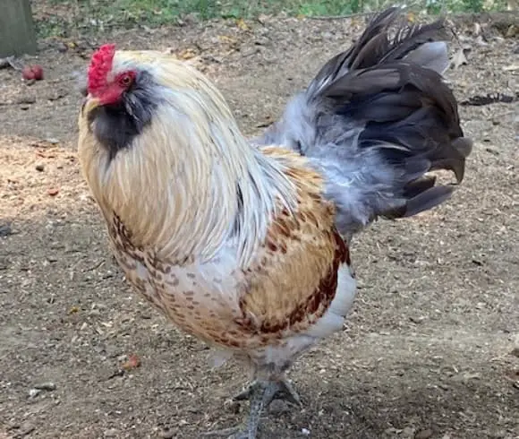 Chicken Terms Essential To Know image showing Americana rooster walking on brown soil