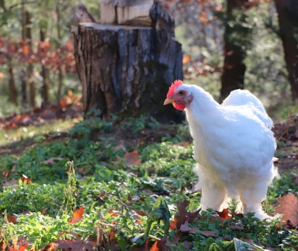 Chicken Terms Essential To Know image showing white rooster standing on green grass in front of a tree stump