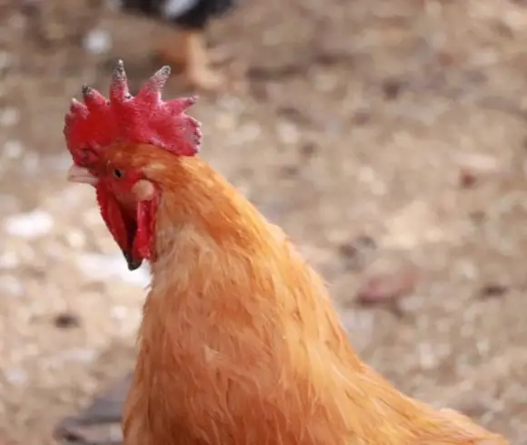 Chicken Terms Essential To Know image showing golden colored rooster's head with red comb
