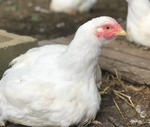 Chicken Terms Essential To Know image showing a white young broiler resting on the dirt