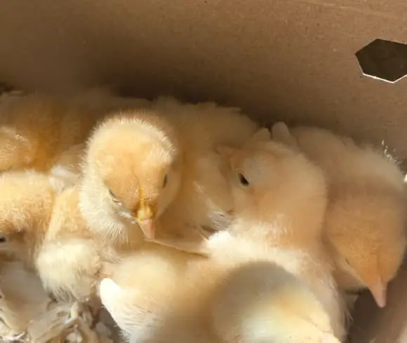 Chicken Terms Essential To Know image showing a flock of baby chicks huddling together in a box