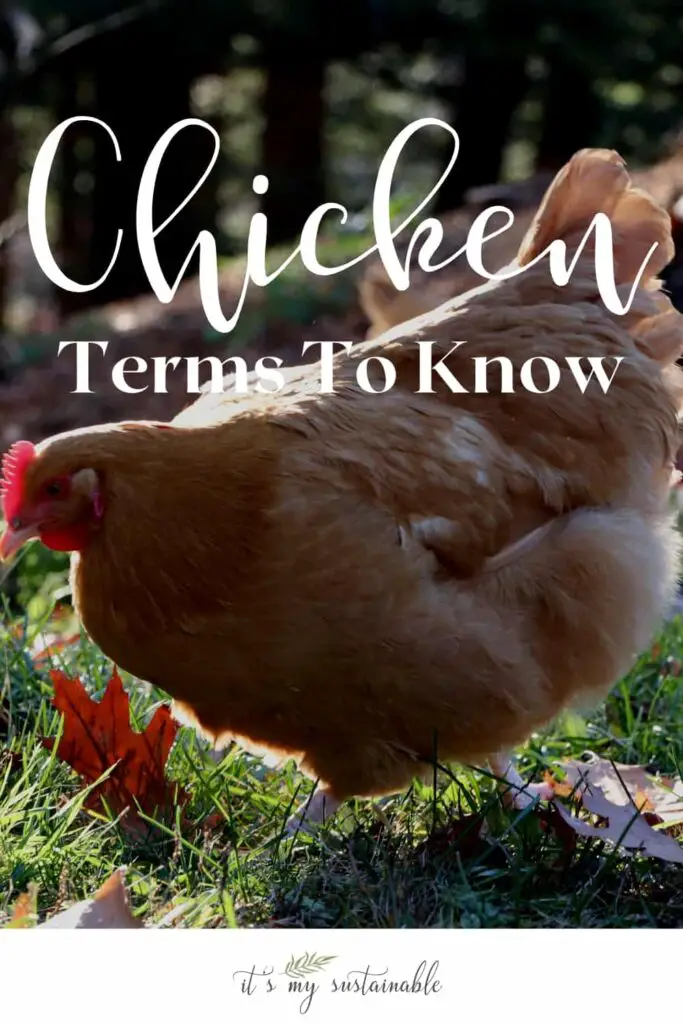 Chicken Terms Essential To Know pin created for Pinterest showing featured image of hen on green grass highlighted by light from above
