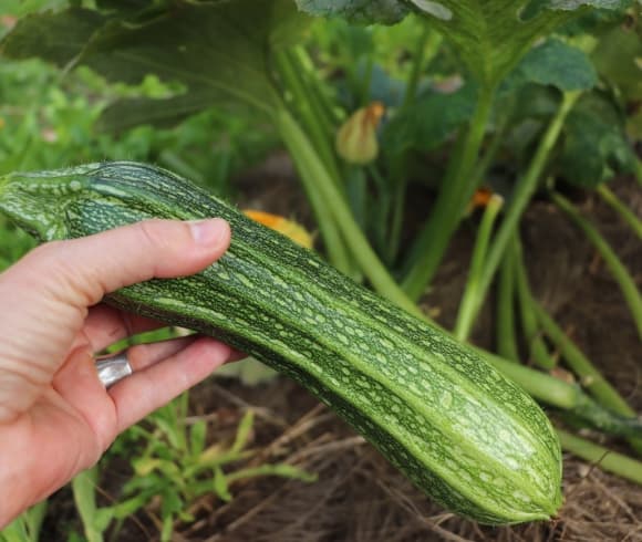HOW TO EAT SEASONALLY {A GUIDE TO SEASONAL EATING} image showing hand holding a freshly harvested zucchini with growing zucchini plant in blurred in the background