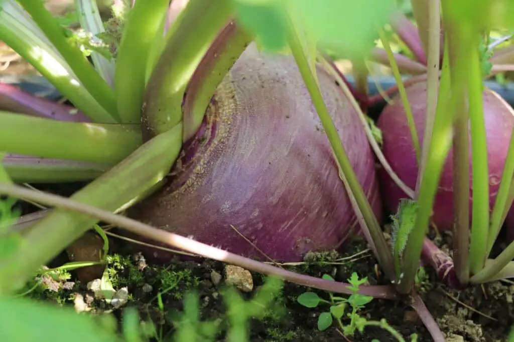 HOW TO EAT SEASONALLY {A GUIDE TO SEASONAL EATING} featured image showing closeup view of purple turnip growing in the garden amongst the green leaves