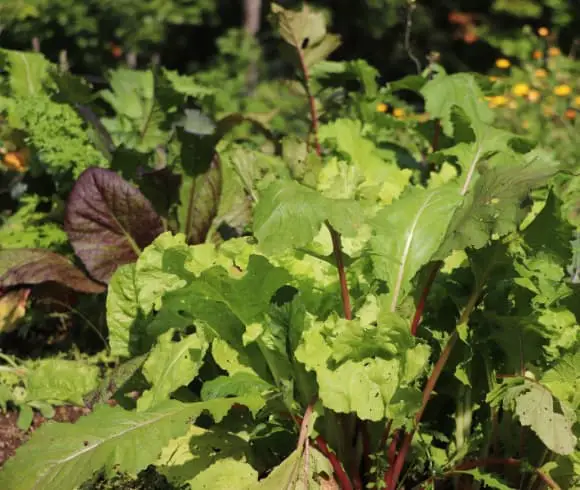 HOW TO EAT SEASONALLY {A GUIDE TO SEASONAL EATING} image showing greens growing in the garden