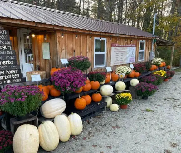HOW TO EAT SEASONALLY {A GUIDE TO SEASONAL EATING} image showing outside a local farm stand, Little Red Hen Farm, building with pumpkins, winter squash, and fall flowers lining the side of the building