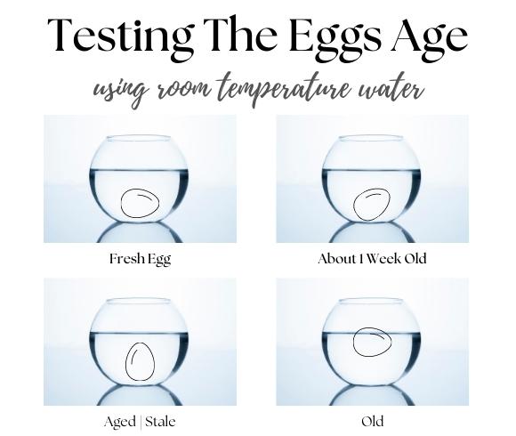 How To Test Eggs For Freshness {Egg Test For Freshness} infograph created for post showing 4 bowls half filled with water with eggs positioned in positions indicating the age of the egg