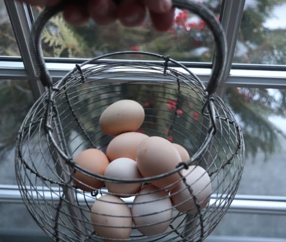 How To Test Eggs For Freshness {Egg Test For Freshness} image showing wire basket with 9 eggs in it placed in front of a window with hand holding it