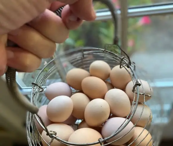 What Food Group Are Eggs In image showing hand holding wire egg gathering basket with downward view of lots of eggs in the basket