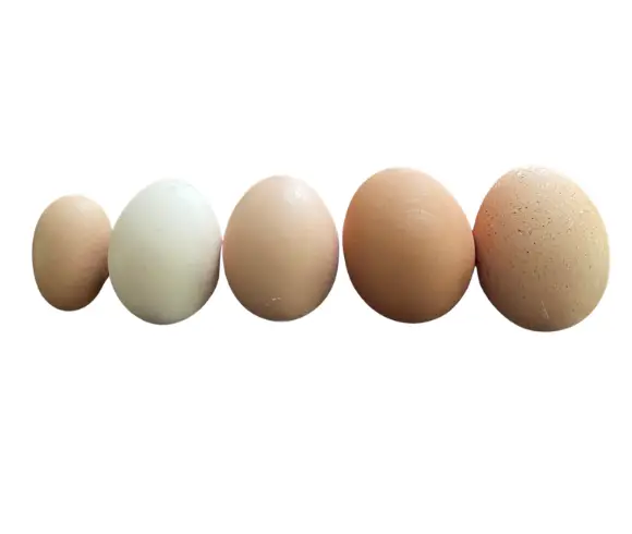 What Food Group Are Eggs In image showing 5 eggs resting in a line on white board laying next to one another and progressively getting bigger from left to right