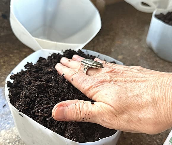 Winter Sowing In Milk Jugs image showing hand pressing lightly down on top of soil which has been planted in the winter sowing milk jugs