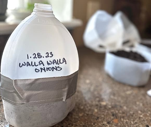 Winter Sowing In Milk Jugs image showing a completed winter milk jug which has been planted, labeled, and sealed with duct tape