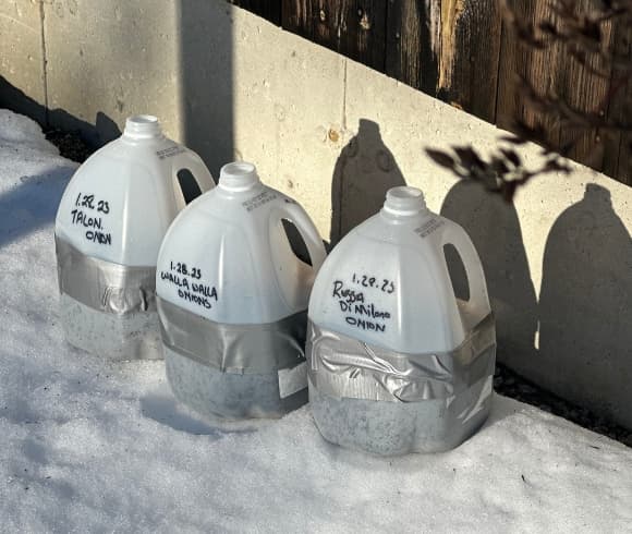 Winter Sowing In Milk Jugs image showing 3 winter sowing milk jugs which have been planted, duct taped, and labeled outside with late day sun highlighting them and resting on the snow