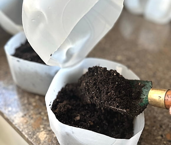 Winter Sowing In Milk Jugs image showing dampened potting mix being placed into prepared winter sowing milk jug to a depth of 4 inches 