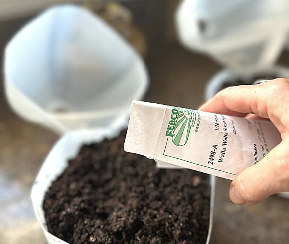 Winter Sowing In Milk Jugs image showing hand holding a packet of garden seeds from Fedco and sprinkling them over the top of the soil in the opened milk jug for winter sowing