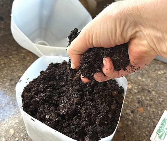 Winter Sowing In Milk Jugs image showing hand holding a handful of damp potting soil getting ready to sprinkle it over the sown seeds in the open milk jug