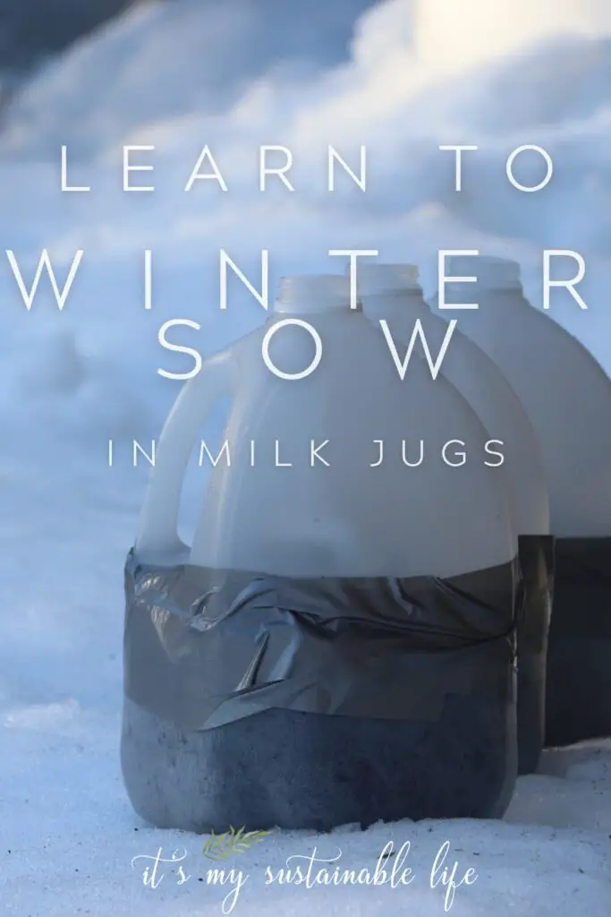 Winter Sow In Milk Jugs pin created for Pinterest showing featured image of milk jugs that have been planted rested on snow in the blue light of winter