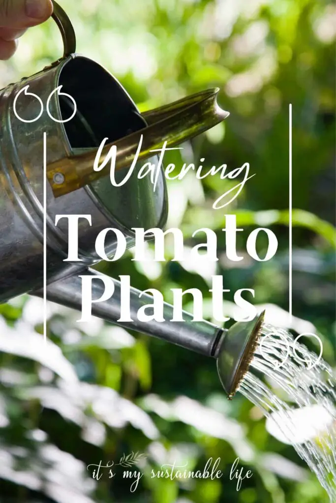 How Often To Water Tomato Plants pin created for Pinterest showing featured image of metal water can with water coming out highlighted in the background by sunlight