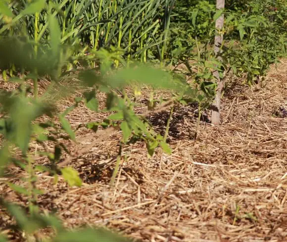 How Often To Water Tomato Plants image showing young tomato plants which have been staked surrounded by a heavy layer of straw mulch in the garden