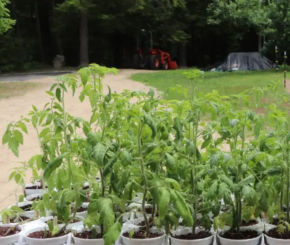 How Often To Water Tomato Plants image showing a grouping of many young tomato plants growing outside on a table in small white pots