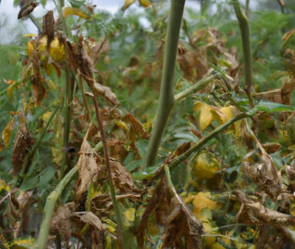 How Often To Water Tomato Plants image showing tomato plant with dried, brown leaves from lack of water outside in garden