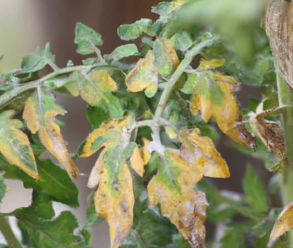 How Often To Water Tomato Plants image showing yellowing leaves on a tomato plant caused from in proper watering