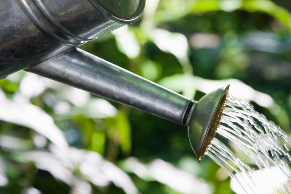 How Often To Water Tomato Plants featured image showing closeup of metal watering can spout with water coming out and a blurred background of green plants