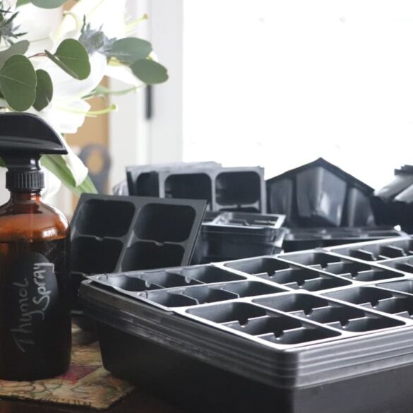 How To Sanitize Seed Trays featured image showing amber colored glass bottle with black sprayer attached filled with homemade thymol spray, a disinfectant, resting on a tabletop next to a vase of flowers and seed starting trays and seed starting cells.